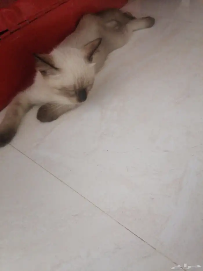1 ذكر وثاني أنثى والرصاصي انثى 0