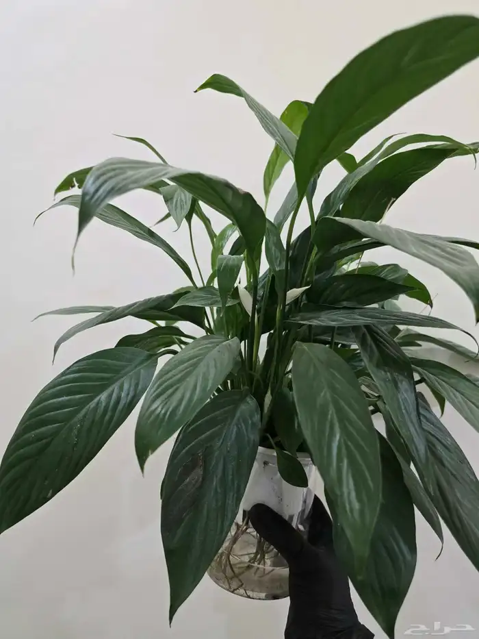 نباتات منزلية 7