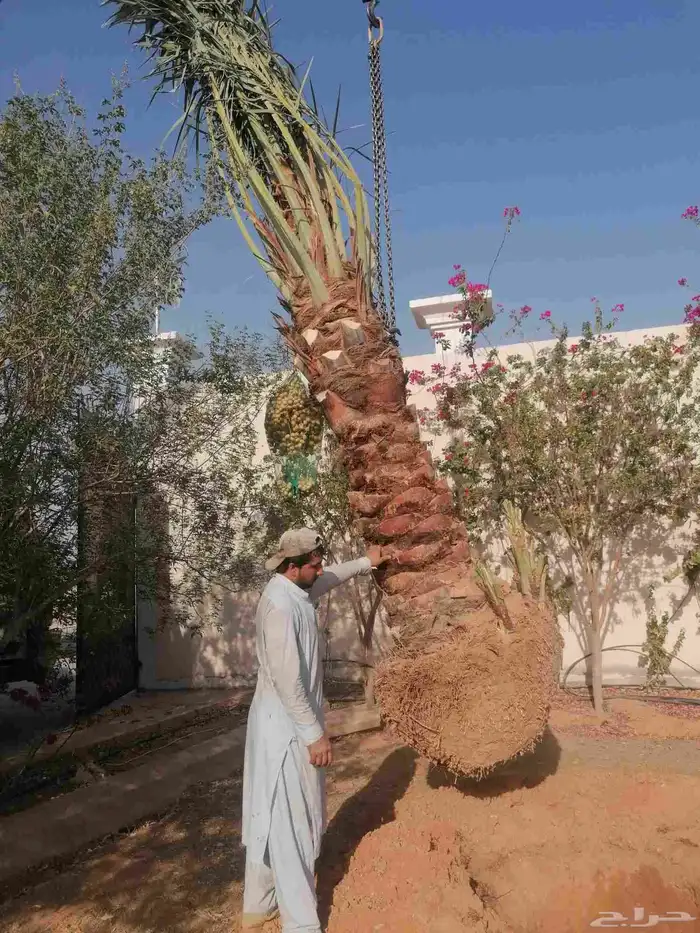 نخيل 2