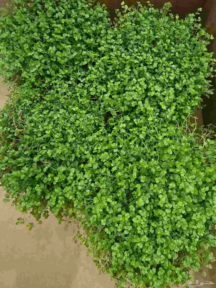 نباتات منزلية 9