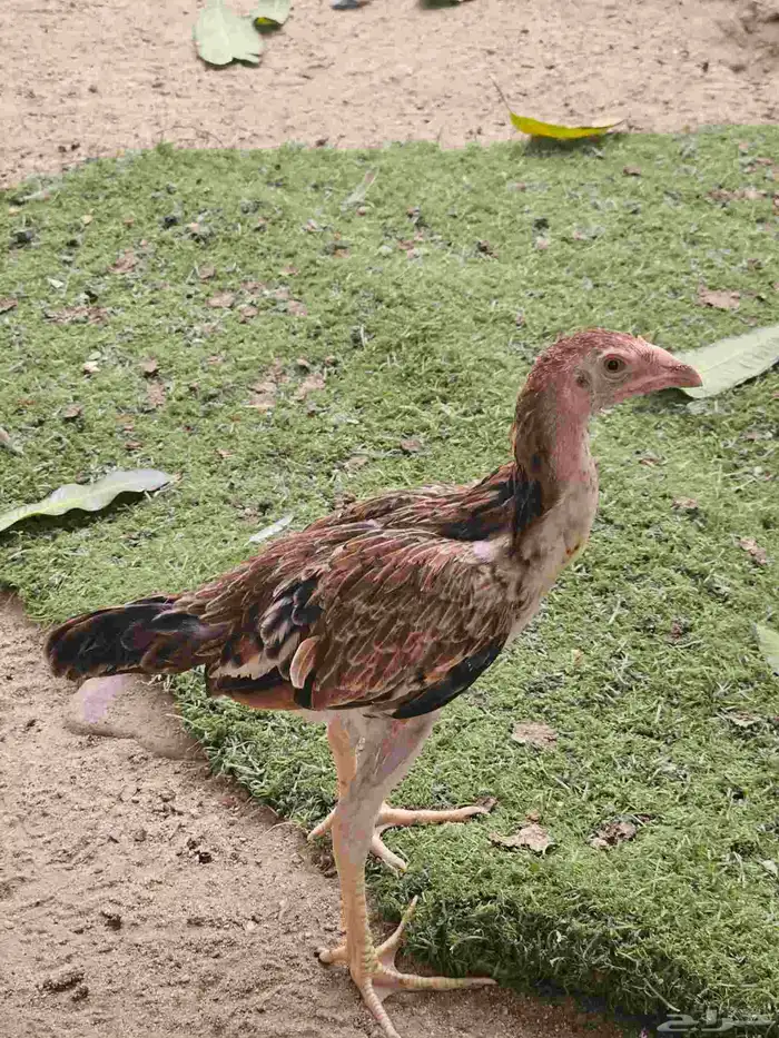 فرخين دجاج شامو 1