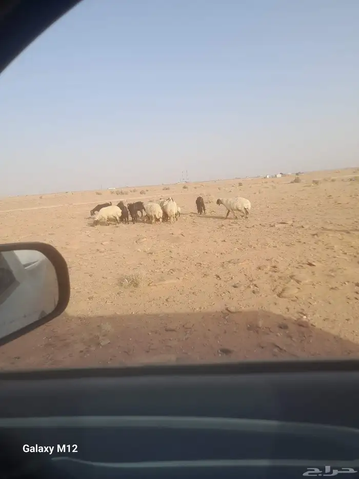 سبع معزا مضاريع وسبع نعيم مضاريع 0