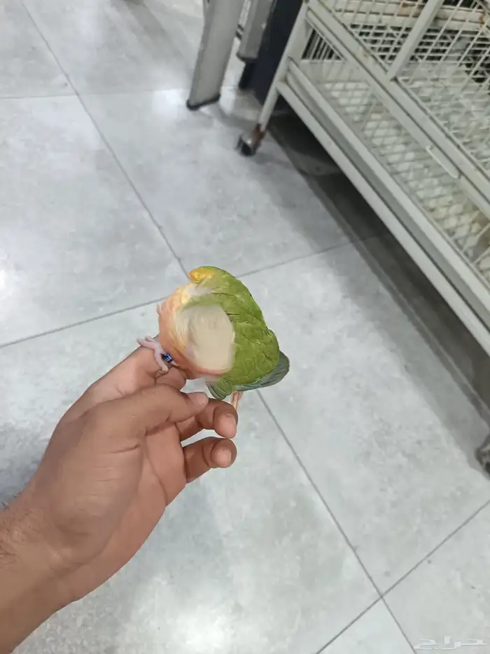 فروخ كنيور 1