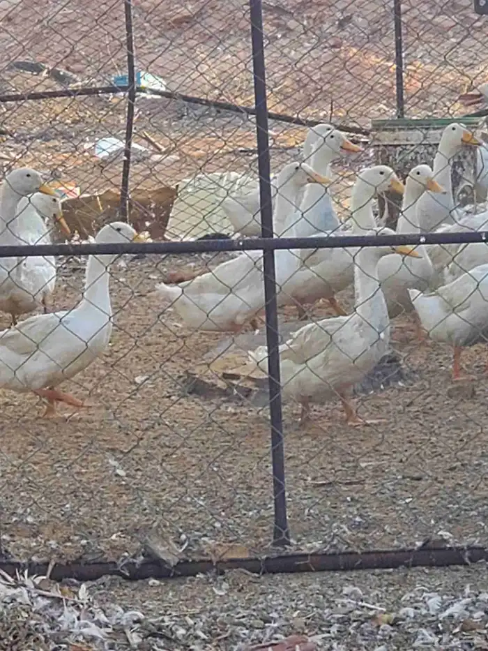 فراريج وبط للبيع 7