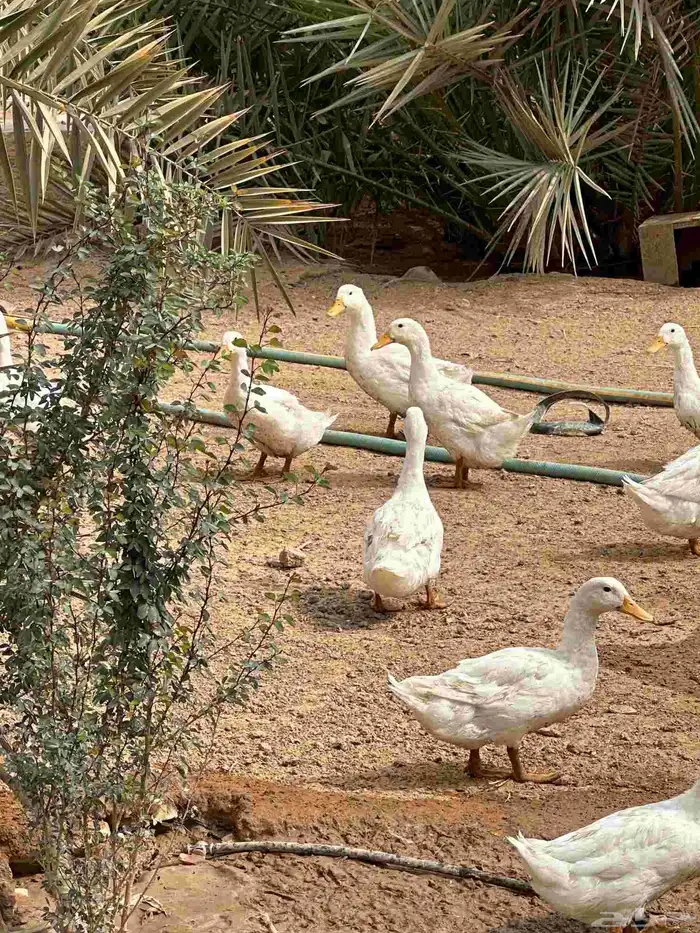 بط بكيني للبيع 0