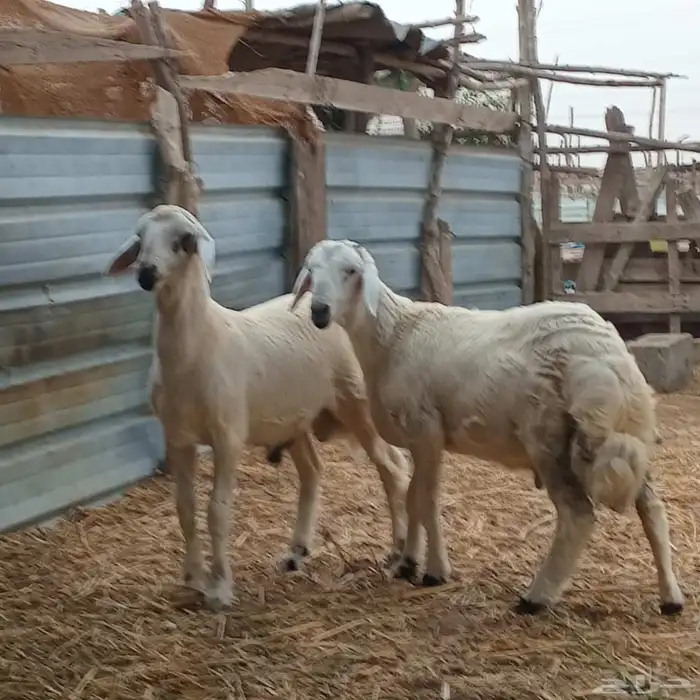 خروفين حري العمر 4شهور تقريبا للبيع 1