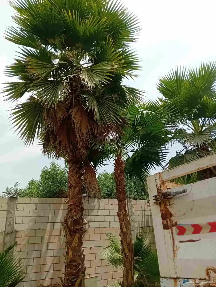 نخيل واشنطن ابو مروحه درجه اولى 4