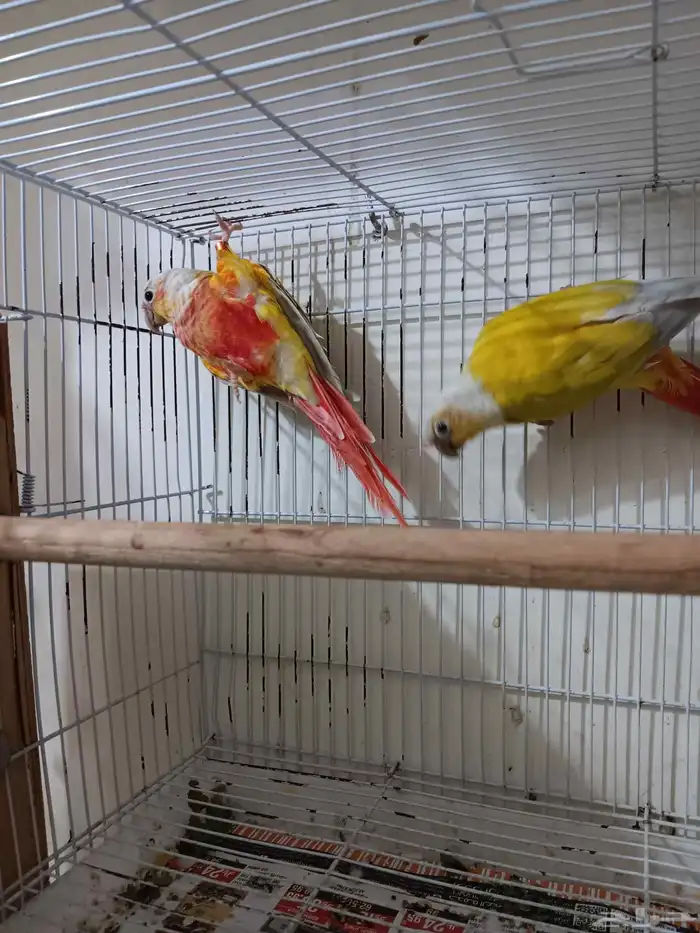 جوز صن شيك للبيع 1