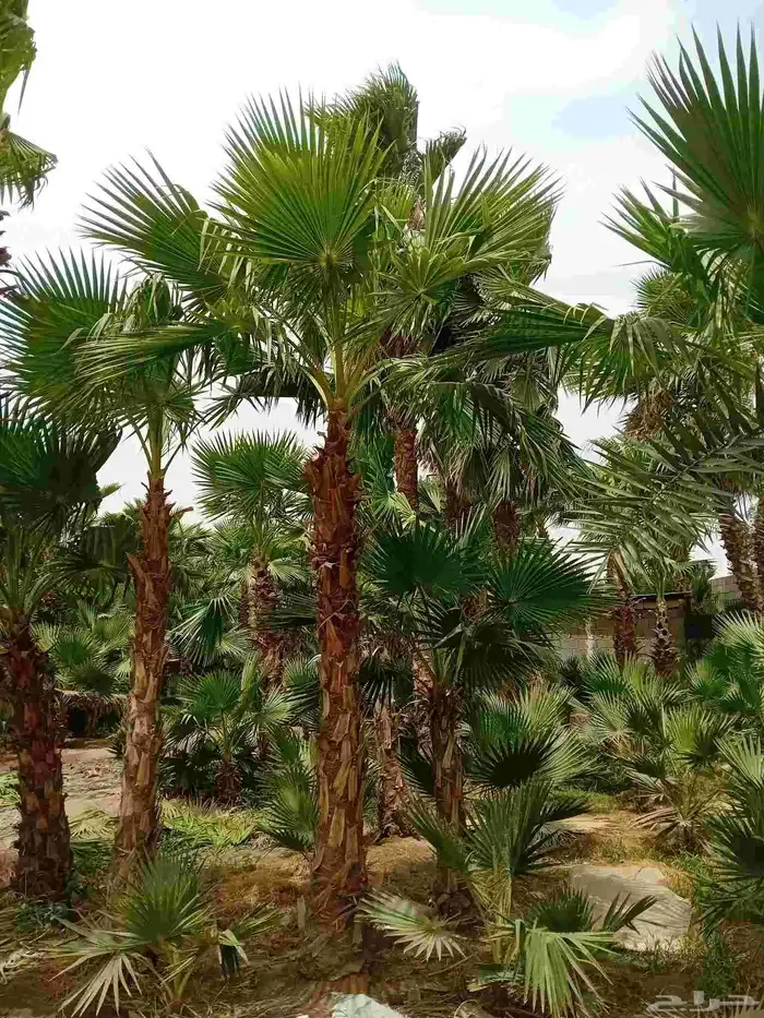 نخيل واشنطن ابو مروحه درجه اولى 2