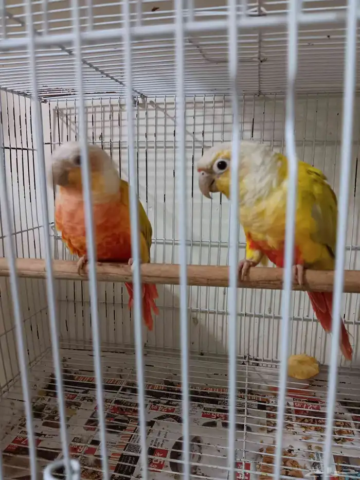 جوز صن شيك للبيع 2