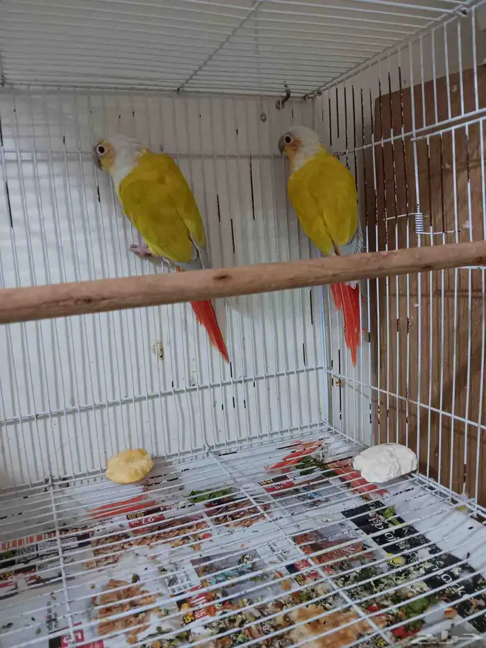 جوز صن شيك للبيع 0