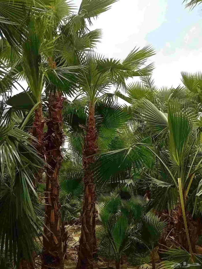 نخيل واشنطن ابو مروحه درجه اولى 1