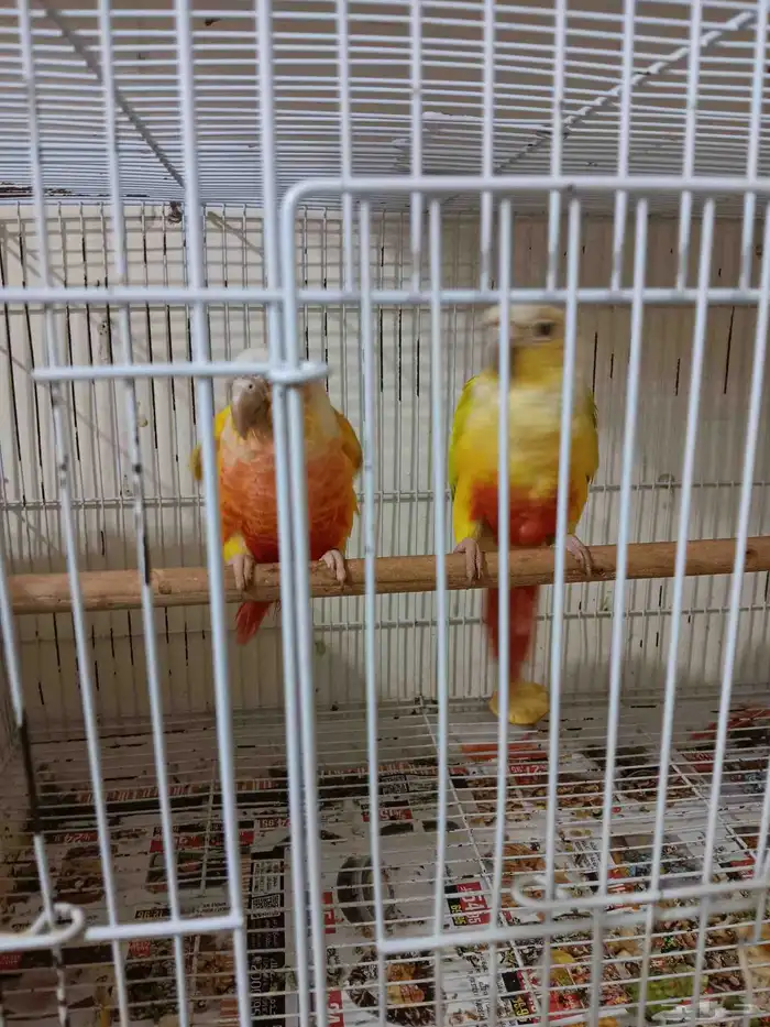 جوز صن شيك للبيع 3