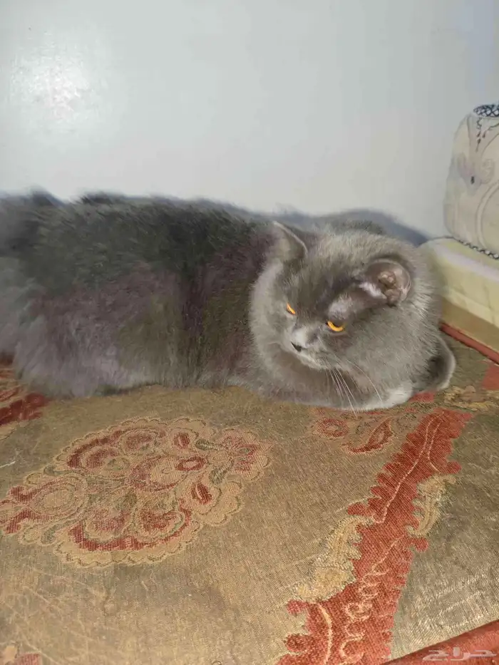 cats for adoption 2