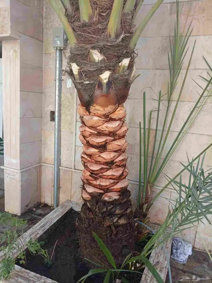 تنسيق حدائق 33