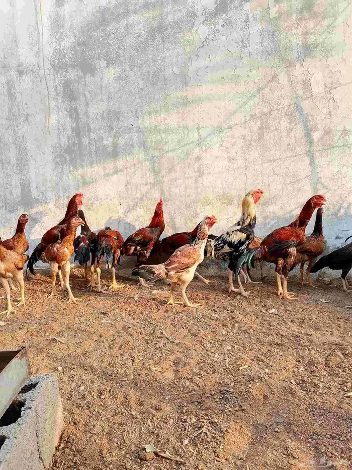 دجاج باكستاني اصيل للبيع 4
