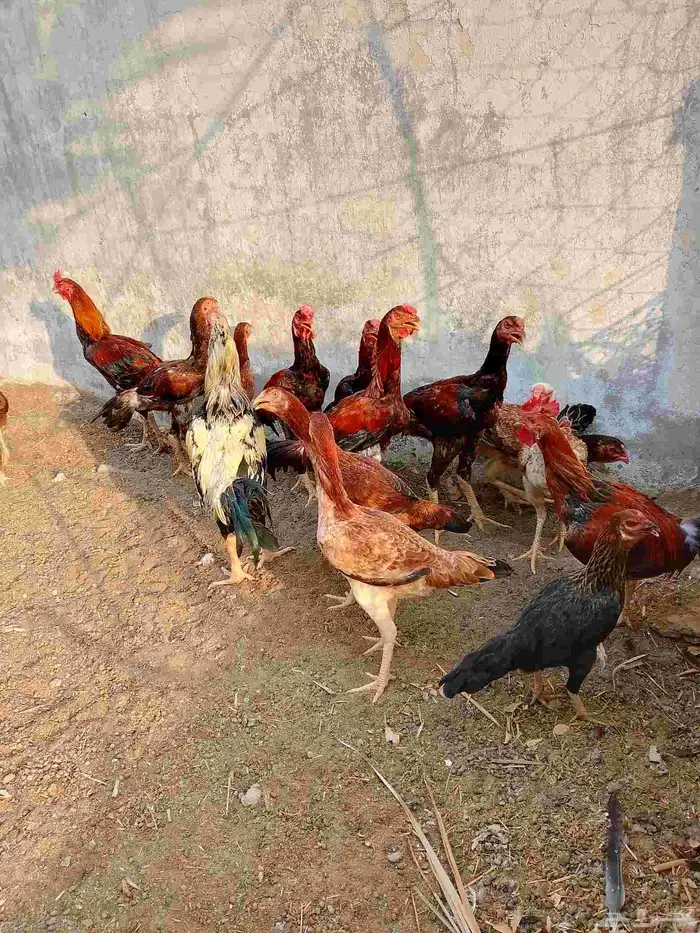 دجاج باكستاني اصيل للبيع 1