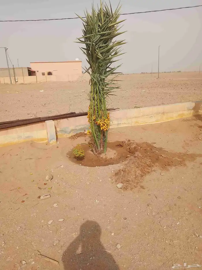 نخيل 3
