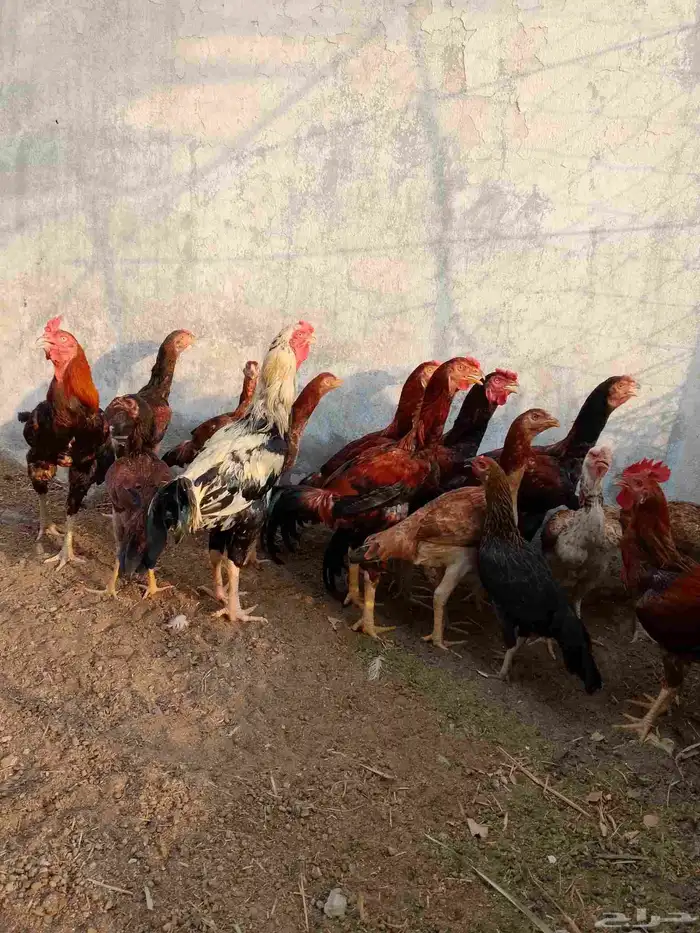 دجاج باكستاني اصيل للبيع 0