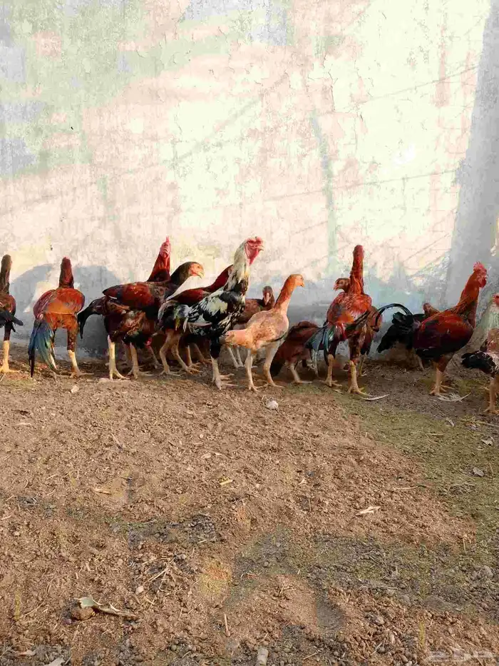 دجاج باكستاني اصيل للبيع 2