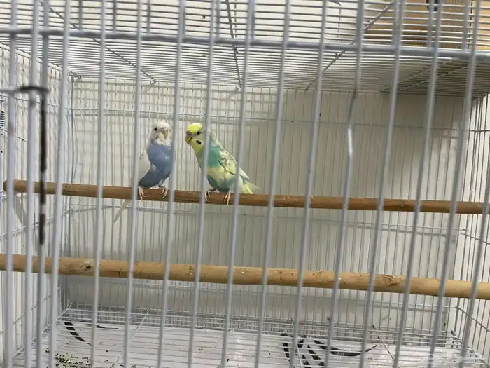 طيور الحب زوج 3