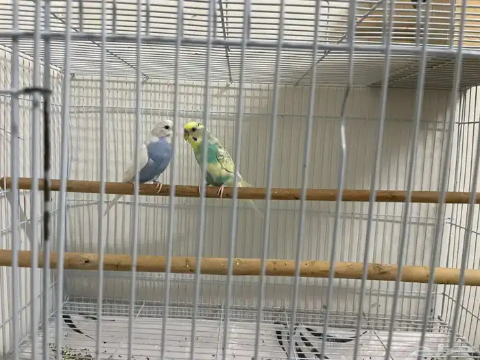 طيور الحب زوج 0