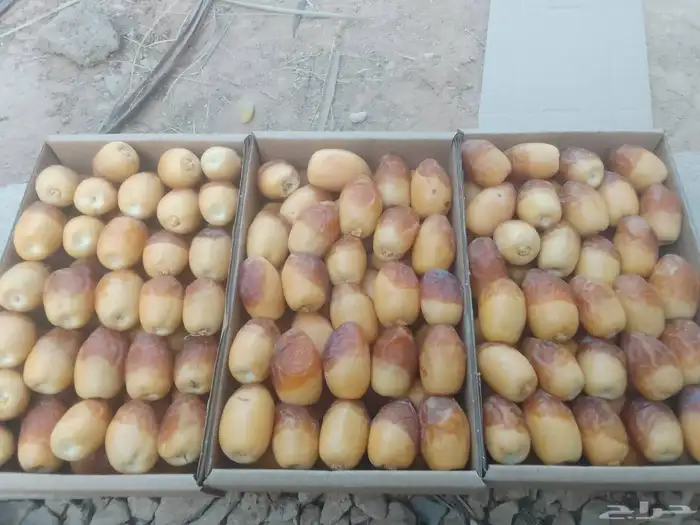 خراف رطبة في حريملاء 4