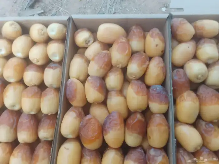 خراف رطبة في حريملاء 3
