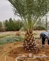 نخل للبيع فروخ نقايل فسايل جثايث نخيل واشنطني واشنطونيا 9