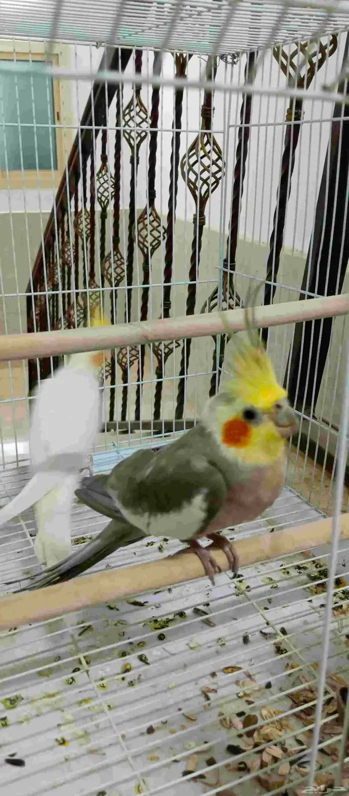 كروان زوج 0