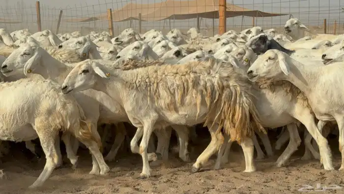 مراح حريات عددها 210دفيع ومضاريع طيبه 3