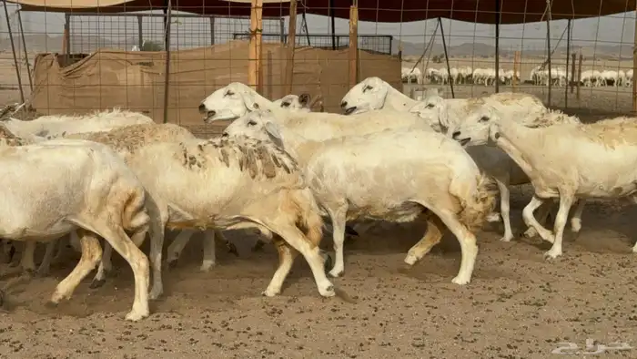 مراح حريات عددها 210دفيع ومضاريع طيبه 6