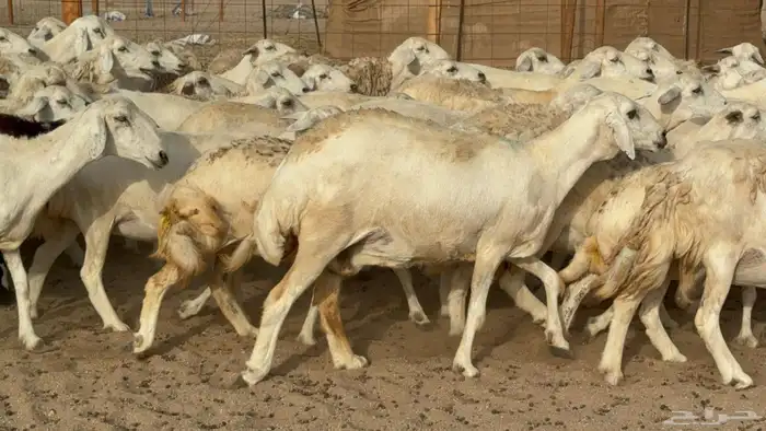 مراح حريات عددها 210دفيع ومضاريع طيبه 5