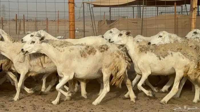 مراح حريات عددها 210دفيع ومضاريع طيبه 4