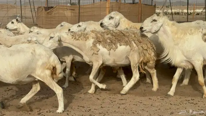 مراح حريات عددها 210دفيع ومضاريع طيبه 2
