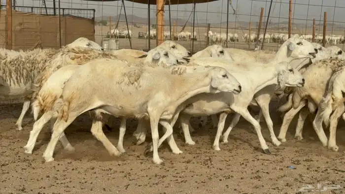 مراح حريات عددها 210دفيع ومضاريع طيبه 0
