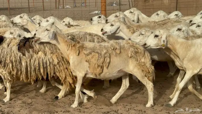 مراح حريات عددها 210دفيع ومضاريع طيبه 8