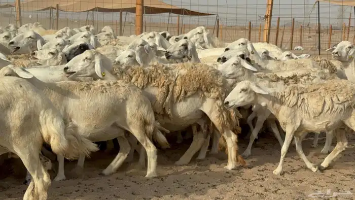 مراح حريات عددها 210دفيع ومضاريع طيبه 1