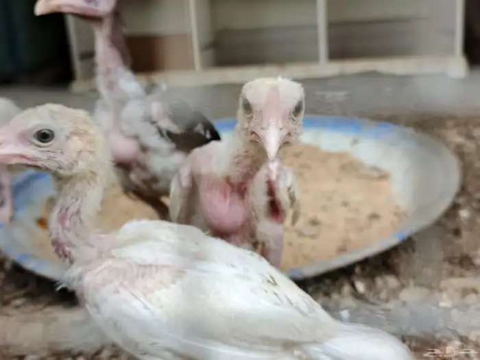 صوص سندي فاخر أمهات توب 0