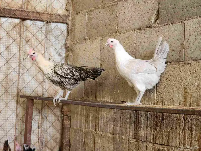 دجاج بياض عمر 8 شهور 1