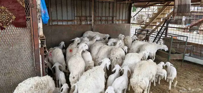 رخال خلفات 1