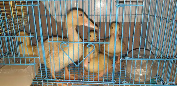 بطة اعمار مختلفة 0