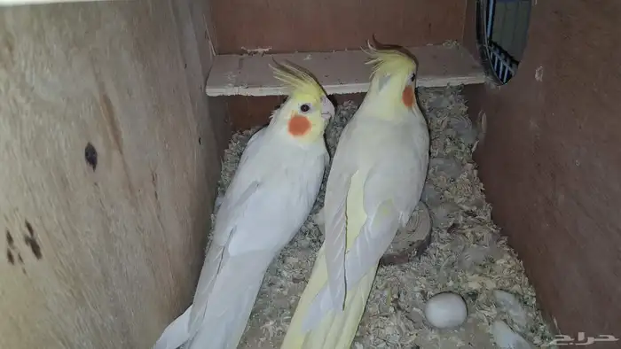 أنثى كروان مننتجة وانتاجها قريب 0