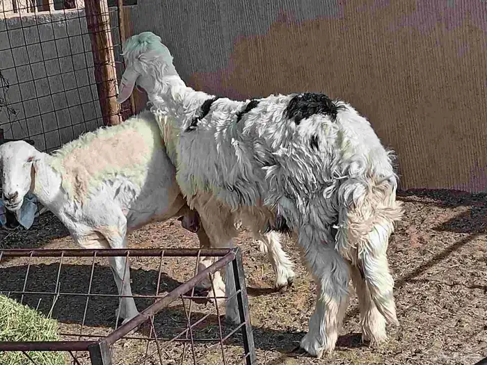 فحل نجدي عمره سته شهر 6