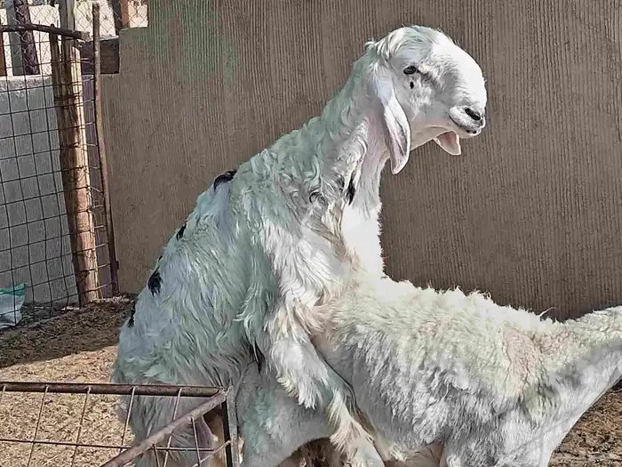 فحل نجدي عمره سته شهر 5