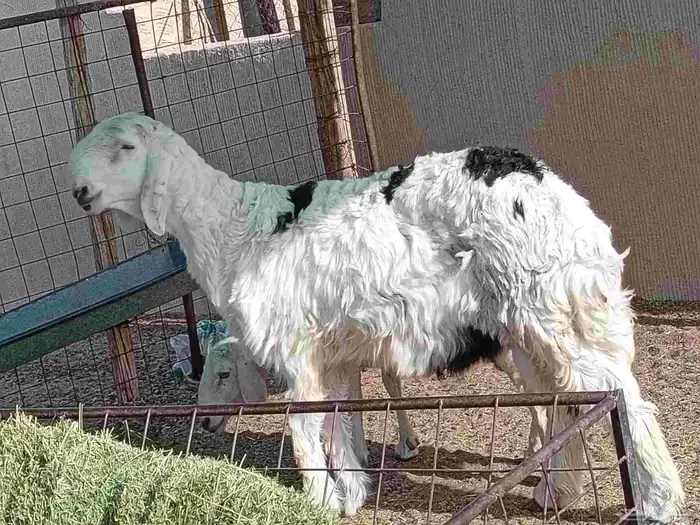 فحل نجدي عمره سته شهر 1