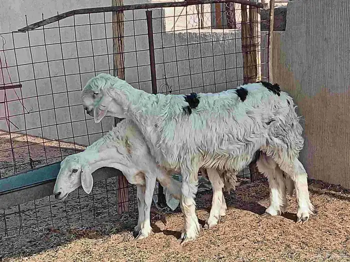 فحل نجدي عمره سته شهر 3
