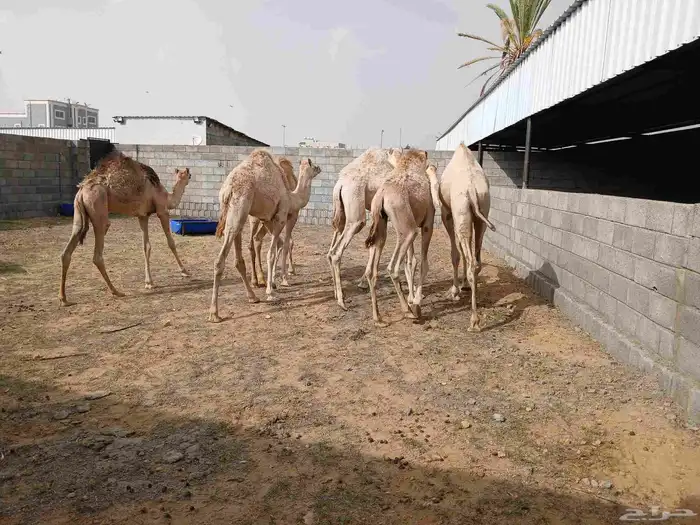 6 حشوان سمان ونظاف العمر 7 الى 9 اشهر 6