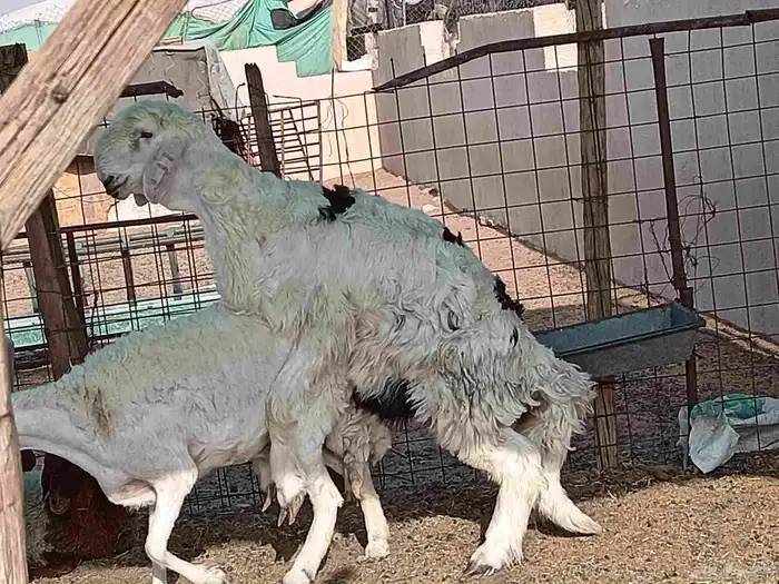فحل نجدي عمره سته شهر 7