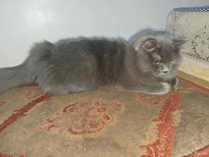 cats for adoption 1